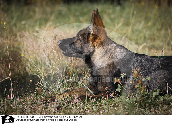 Deutscher Schferhund Welpe liegt auf Wiese / RR-93335