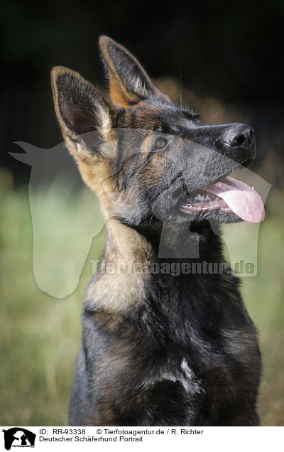 Deutscher Schferhund Portrait / RR-93338