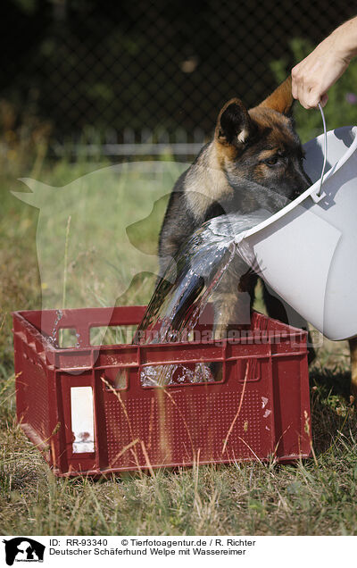 Deutscher Schferhund Welpe mit Wassereimer / RR-93340