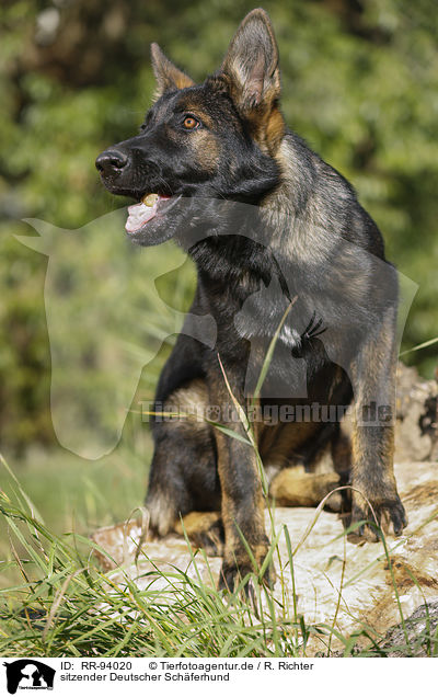 sitzender Deutscher Schferhund / RR-94020