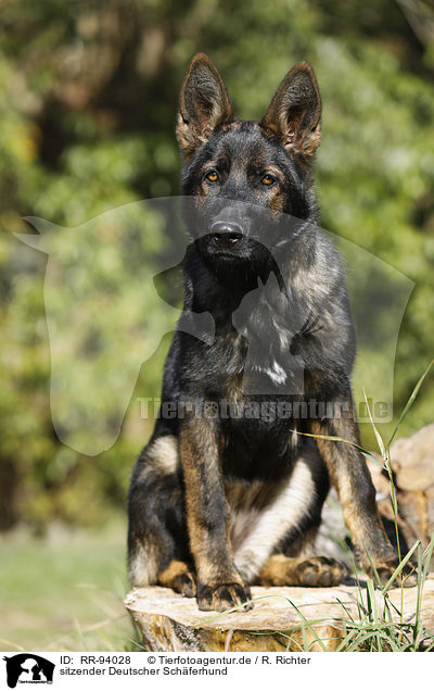 sitzender Deutscher Schferhund / RR-94028