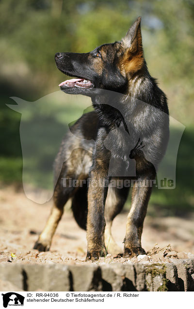 stehender Deutscher Schferhund / RR-94036