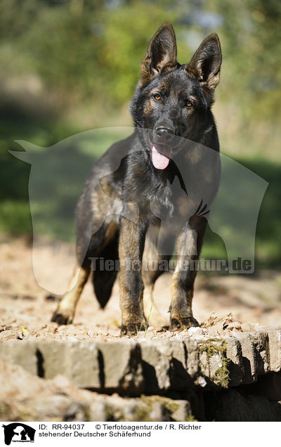 stehender Deutscher Schferhund / RR-94037