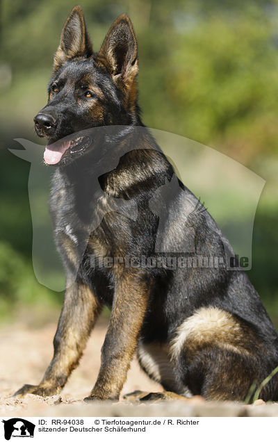 sitzender Deutscher Schferhund / RR-94038
