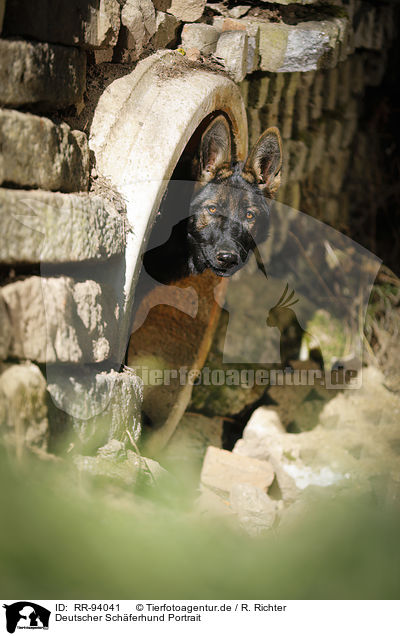 Deutscher Schferhund Portrait / RR-94041