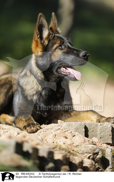 liegender Deutscher Schferhund / RR-94042