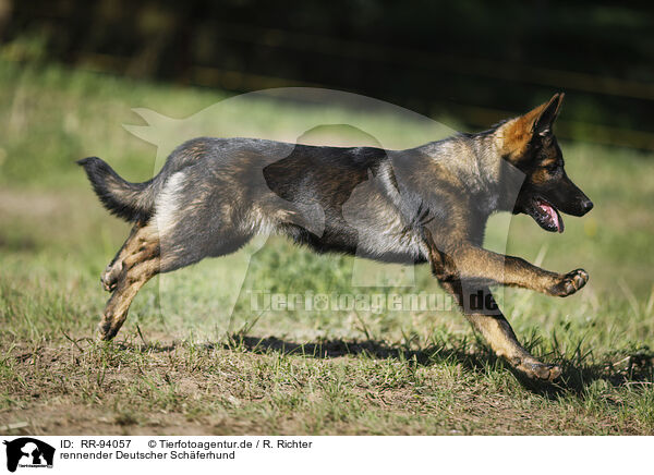 rennender Deutscher Schferhund / RR-94057