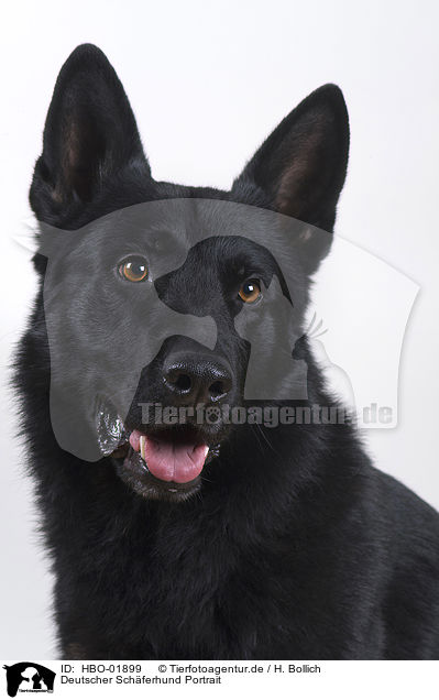 Deutscher Schferhund Portrait / German Shepherd Portrait / HBO-01899