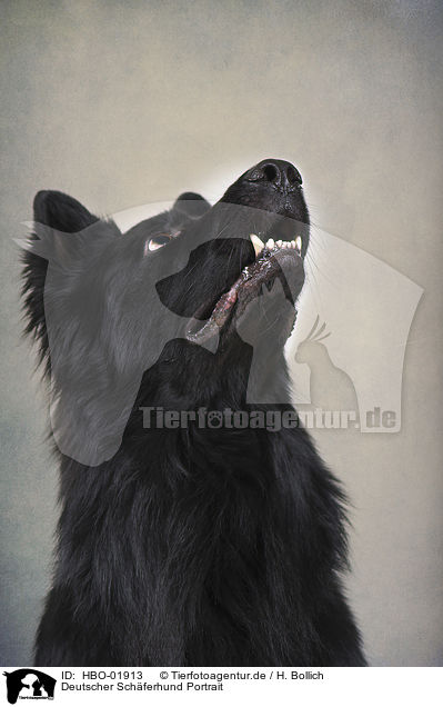 Deutscher Schferhund Portrait / German Shepherd Portrait / HBO-01913