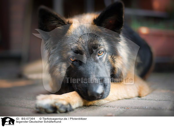 liegender Deutscher Schferhund / BS-07364