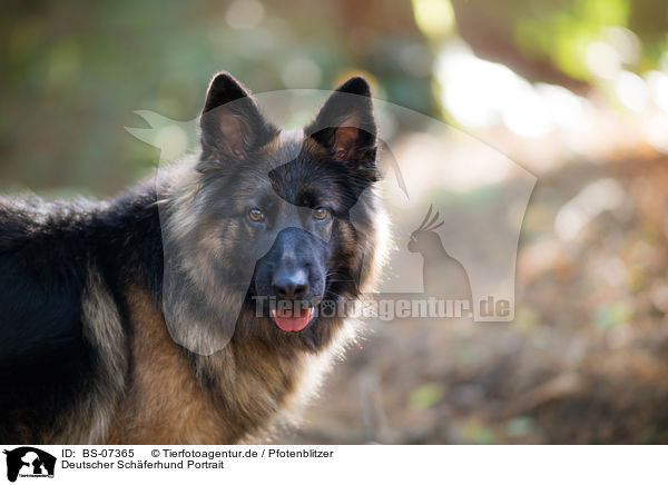 Deutscher Schferhund Portrait / BS-07365