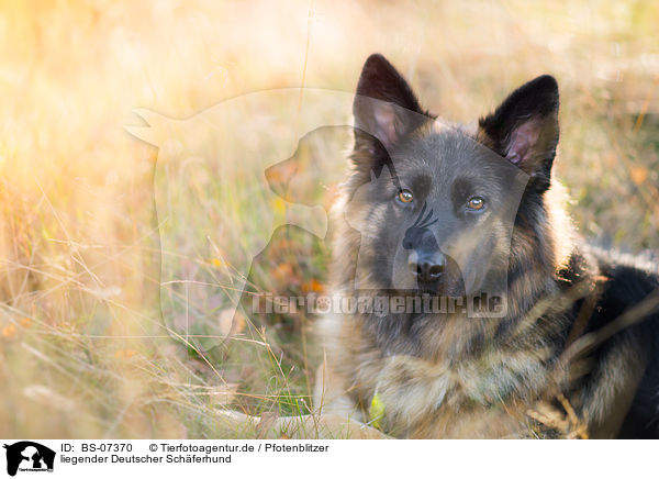 liegender Deutscher Schferhund / BS-07370