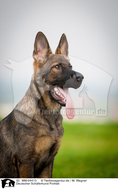 Deutscher Schferhund Portrait / MW-04413