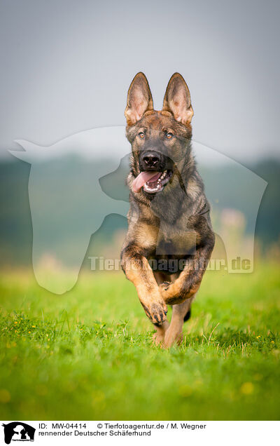 rennender Deutscher Schferhund / MW-04414