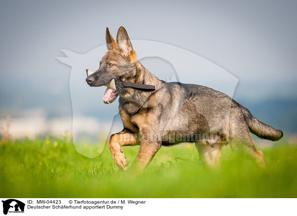 Deutscher Schferhund apportiert Dummy / MW-04423