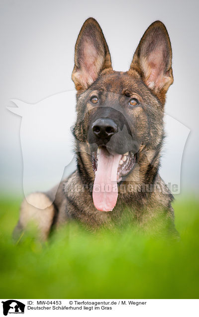 Deutscher Schferhund liegt im Gras / MW-04453