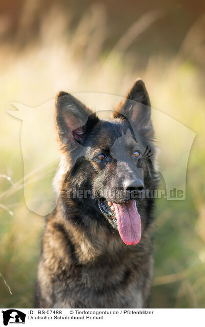 Deutscher Schferhund Portrait / BS-07488