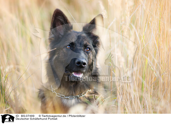 Deutscher Sch�ferhund Portrait / German Shepherd Portrait / BS-07489