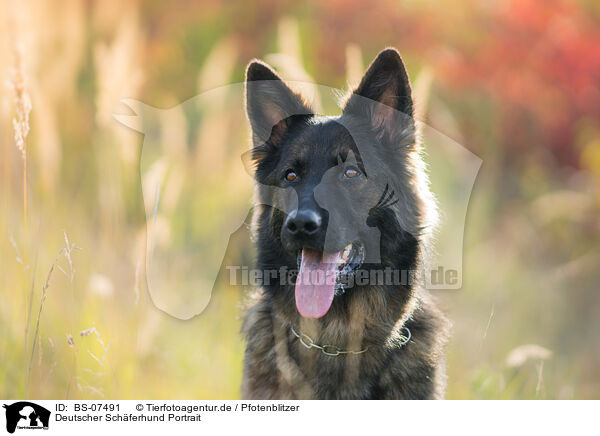Deutscher Schferhund Portrait / BS-07491