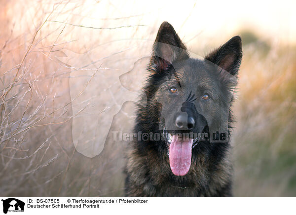 Deutscher Schferhund Portrait / BS-07505