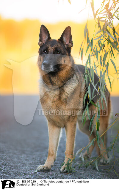 Deutscher Sch�ferhund / German Shepherd / BS-07529