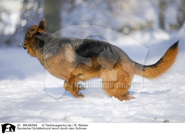 Deutscher Schferhund rennt durch den Schnee / German Shepherd runs through the snow / RR-98586