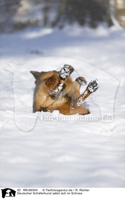 Deutscher Schferhund wlzt sich im Schnee / German shepherd dog rolling in the snow / RR-98594