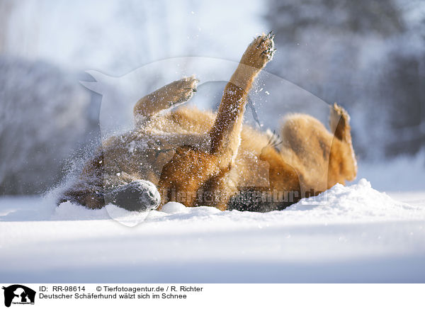 Deutscher Schferhund wlzt sich im Schnee / German shepherd dog rolling in the snow / RR-98614