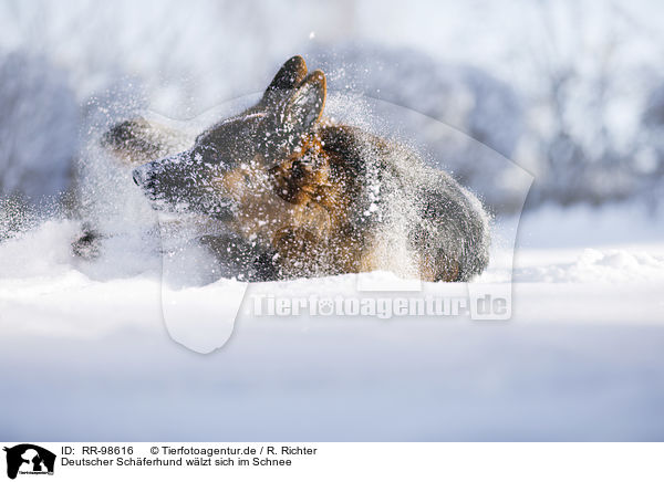 Deutscher Schferhund wlzt sich im Schnee / German shepherd dog rolling in the snow / RR-98616