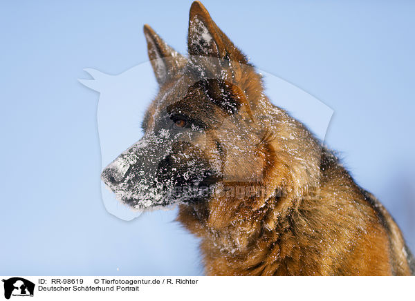 Deutscher Schferhund Portrait / German Shepherd Portrait / RR-98619
