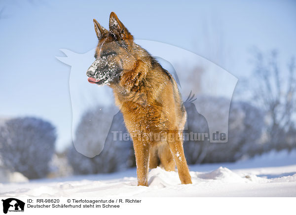 Deutscher Schferhund steht im Schnee / RR-98620