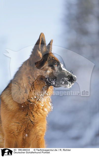 Deutscher Schferhund Portrait / German Shepherd Portrait / RR-98634