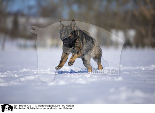 Deutscher Schferhund rennt durch den Schnee / German Shepherd runs through the snow / RR-98735