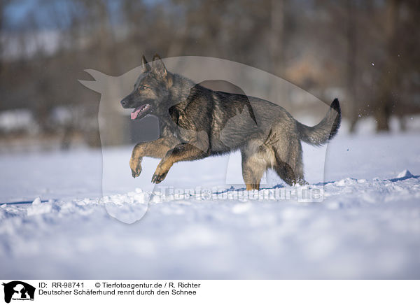 Deutscher Schferhund rennt durch den Schnee / RR-98741