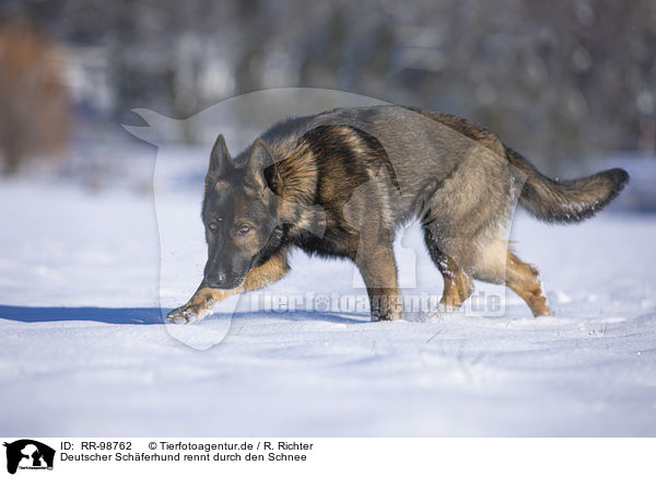 Deutscher Schferhund rennt durch den Schnee / RR-98762