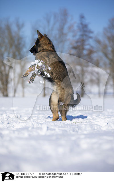 springender Deutscher Schferhund / jumping German Shepherd / RR-98774