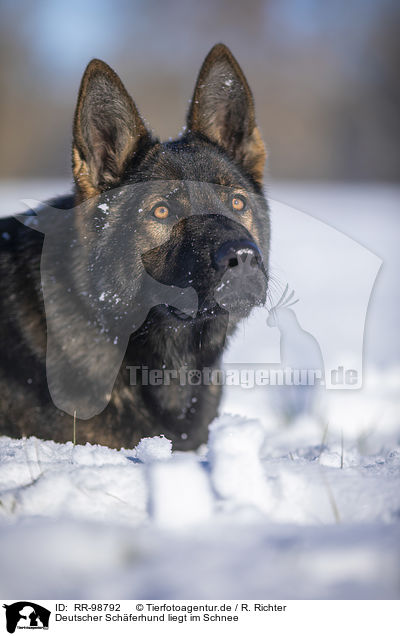 Deutscher Schferhund liegt im Schnee / German Shepherd lies in the snow / RR-98792