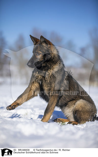 Deutscher Schferhund sitzt im Schnee / RR-98808