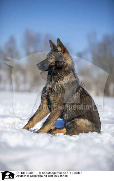 Deutscher Schferhund sitzt im Schnee / RR-98809