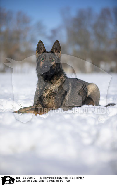 Deutscher Schferhund liegt im Schnee / German Shepherd lies in the snow / RR-98812