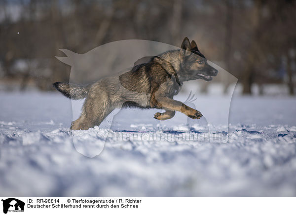 Deutscher Schferhund rennt durch den Schnee / RR-98814