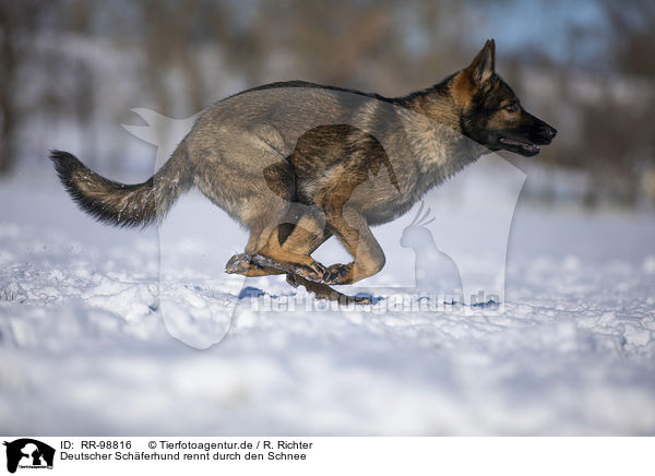 Deutscher Schferhund rennt durch den Schnee / German Shepherd runs through the snow / RR-98816