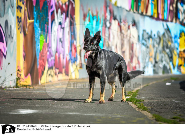Deutscher Schferhund / YJ-15048