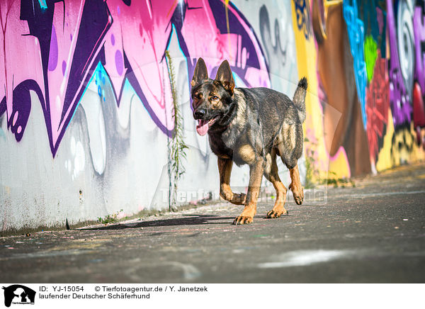 laufender Deutscher Schferhund / YJ-15054