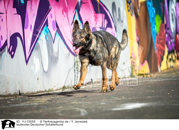 laufender Deutscher Schferhund / YJ-15055