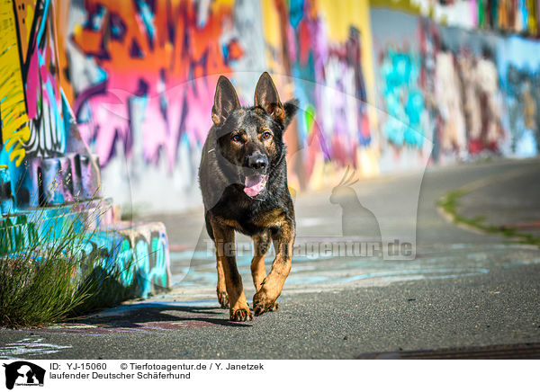 laufender Deutscher Schferhund / YJ-15060