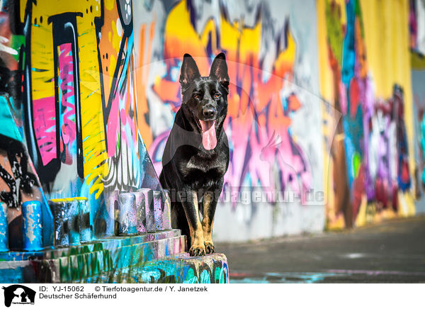 Deutscher Schferhund / YJ-15062