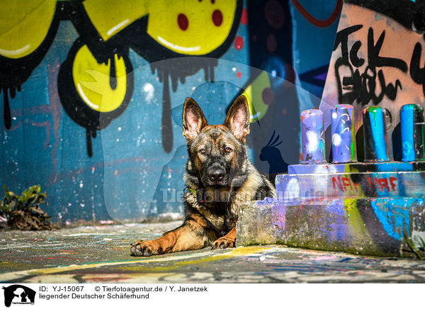 liegender Deutscher Schferhund / YJ-15067