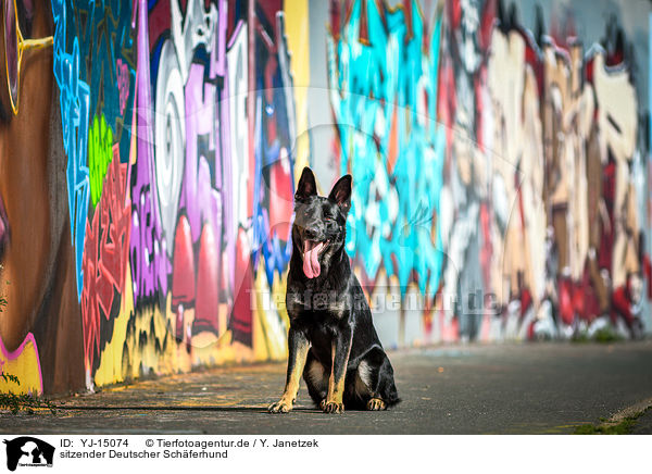 sitzender Deutscher Schferhund / YJ-15074