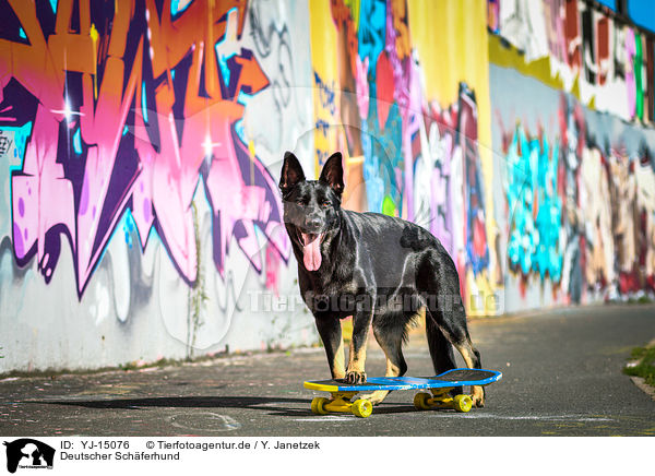 Deutscher Schferhund / German Shepherd / YJ-15076